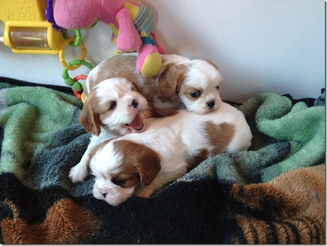 Mindy and King boys at 4.5 weeks old.