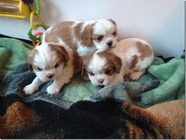 The 3 blenheim boys at 4.5 weeks old...