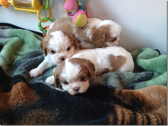 The 3 blenheim boys at 4.5 weeks old...