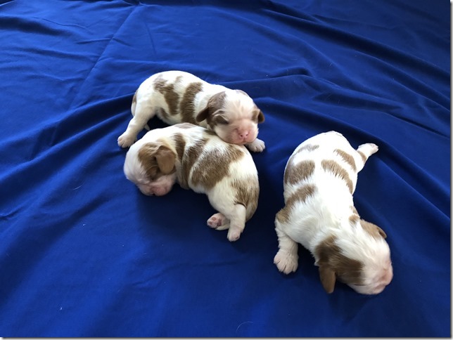 Mindy and King boys at 1 week old