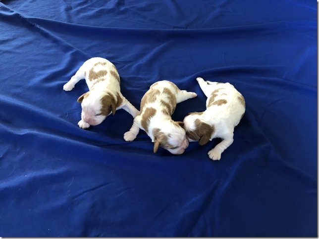 Mindy and King boys at 1 week old
