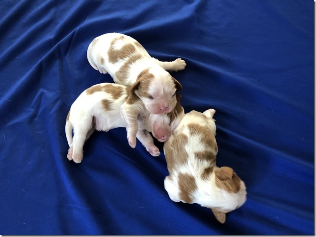 Mindy and King boys at 1 week old