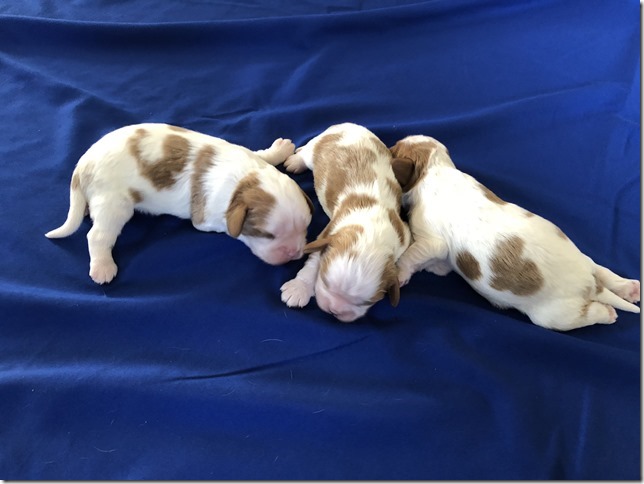 Mindy and King boys at 1 week old
