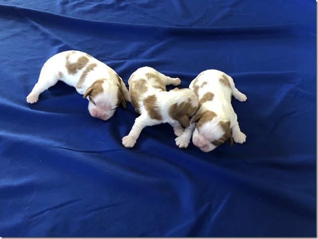 Mindy and King boys at 1 week old