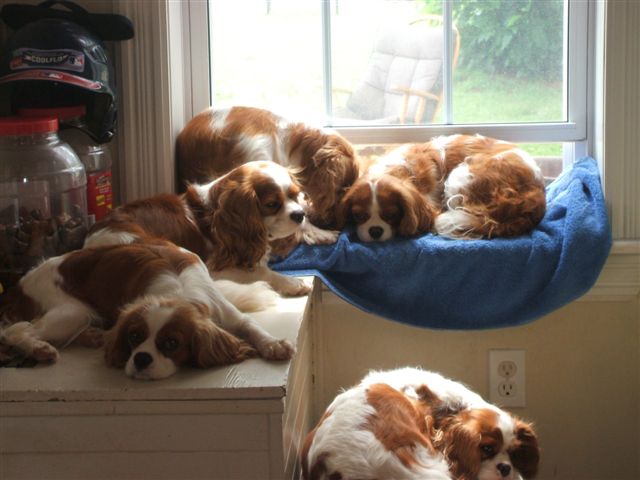 All piled up on the window and woodbox.