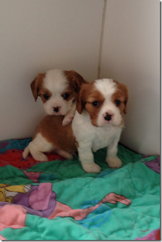 Pip and Dawson at almost 5 weeks old.