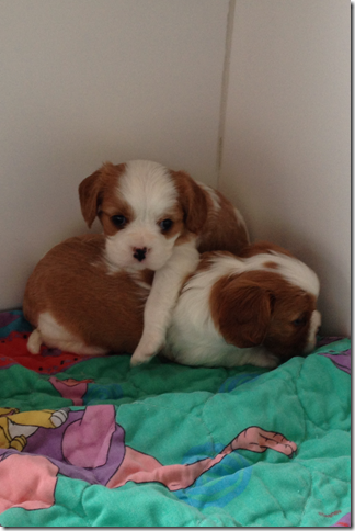 Pip and Dawson at almost 5 weeks old.