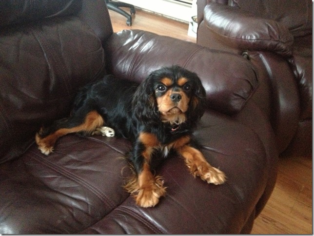 Piper 6 months old.