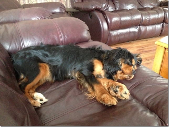 Piper 6 months old.
