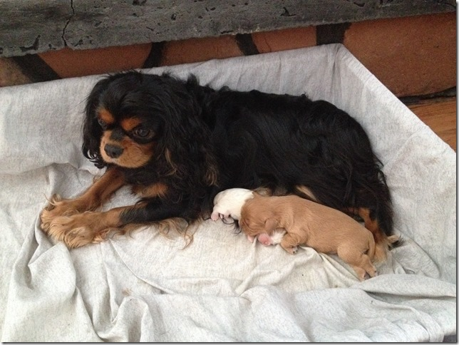 Piper and pups 1 week old.