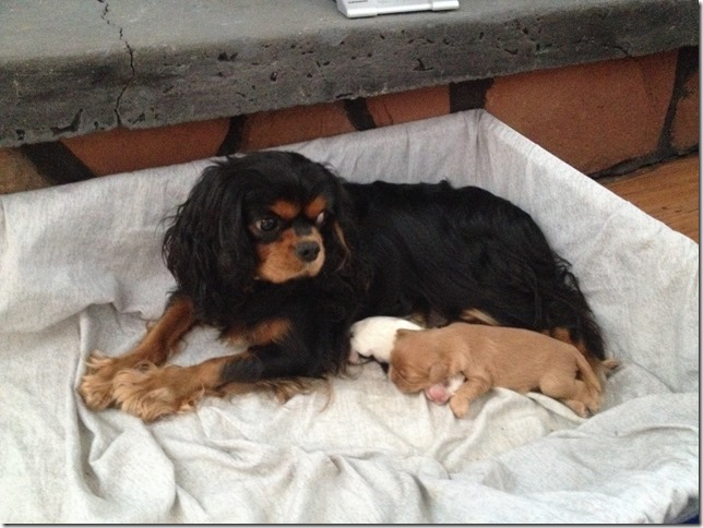 Piper and pups 1 week old.