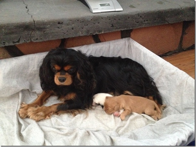 Piper and pups 1 week old.