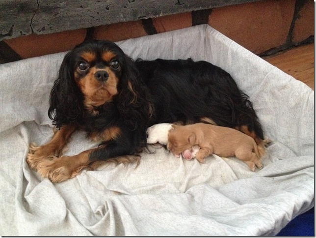 Piper and pups 1 week old.