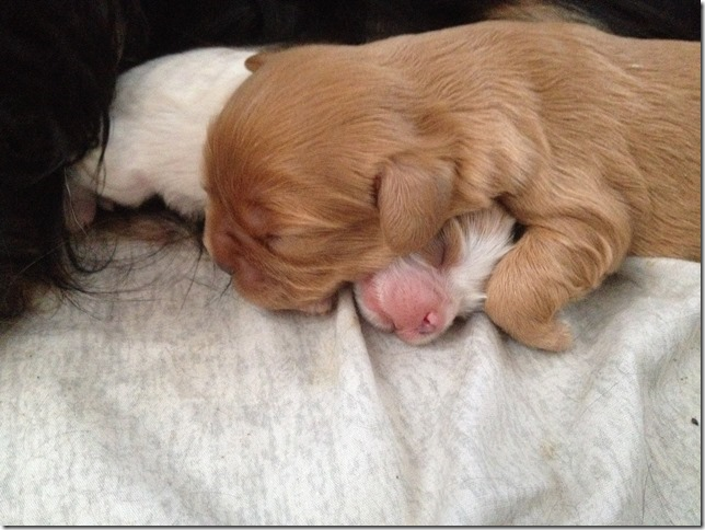 pups 1 week old.