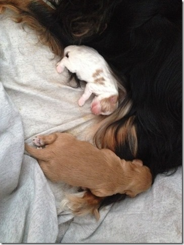 Pups 1 week old.