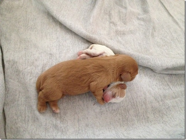pups 4 days old