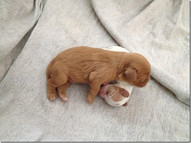 pups 4 days old