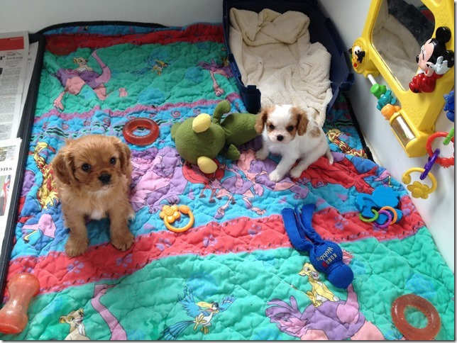 7 weeks old