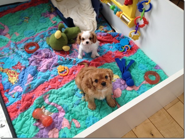 7 weeks old