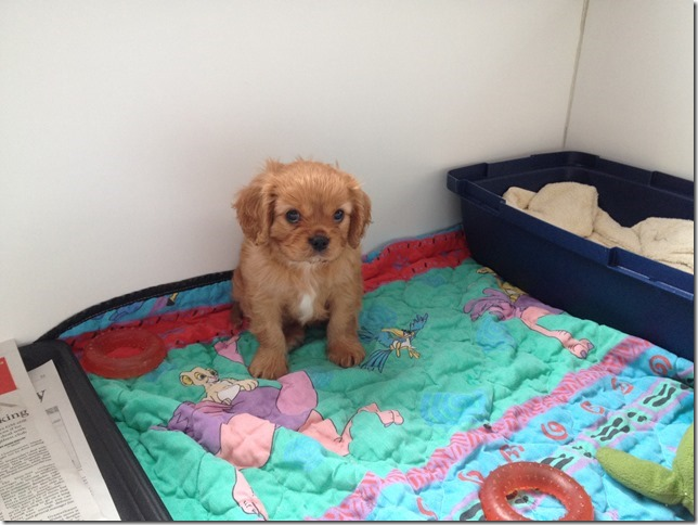 7 weeks old