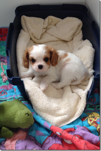 Bella at 7 weeks old.