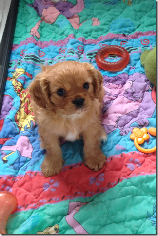 Bently at 7 weeks old