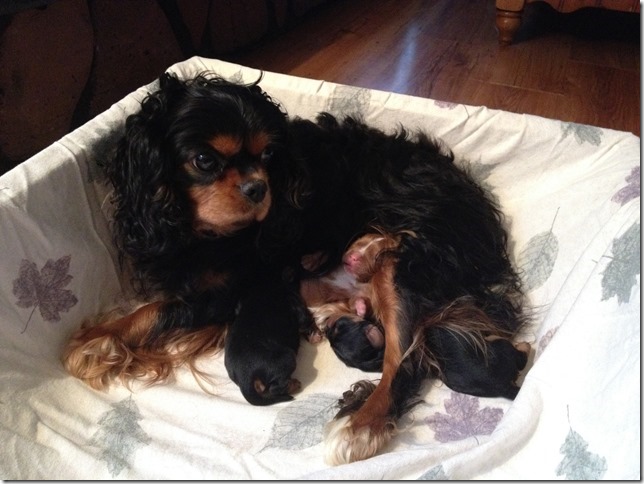 Ashes and her pups.