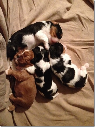 Piper and King pups 2 weeks old.