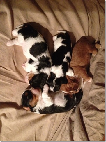 Piper and King pups 2 weeks old.
