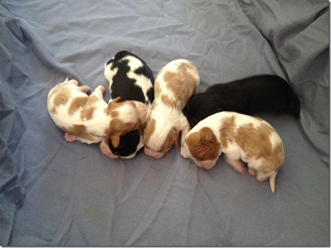 Piper's pups at 1 week old.