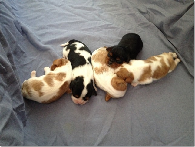 Piper's pups at 1 week old.