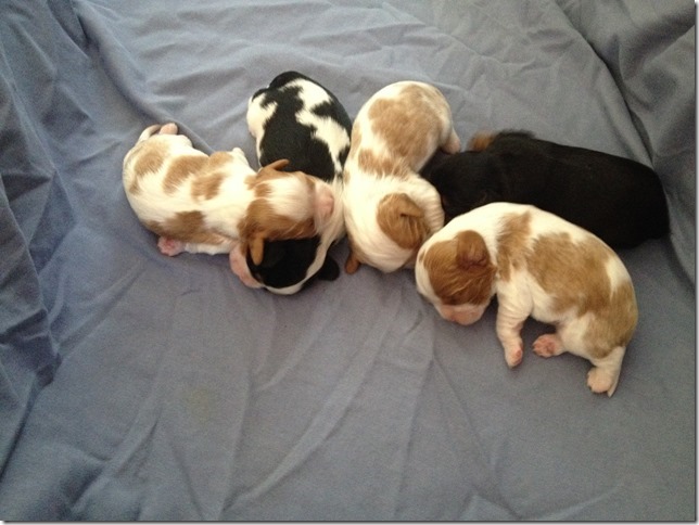 Piper's pups at 1 week old.