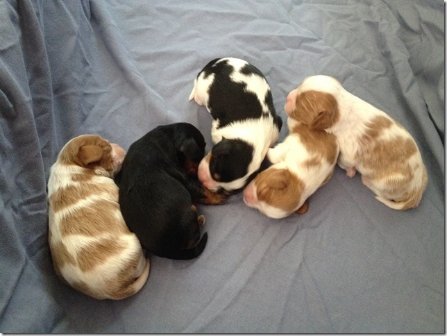 Piper's pups at 1 week old.