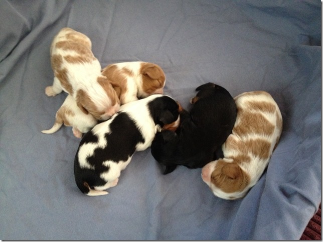 Piper's pups at 1 week old.