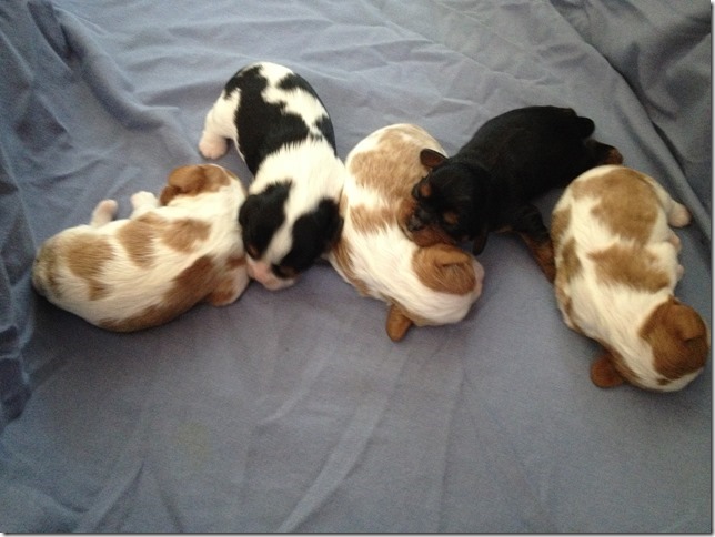 Piper's pups at 1 week old.