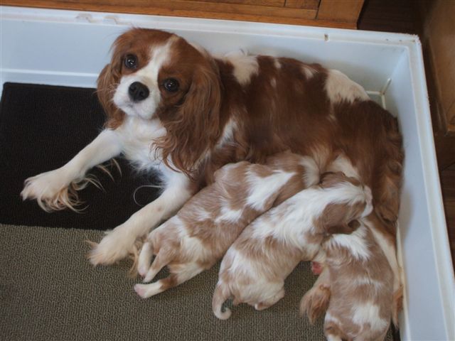Casey and her May 1st, 2010 puppies.