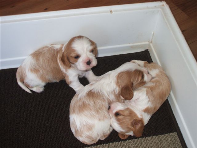 Pups at 3 weeks old.