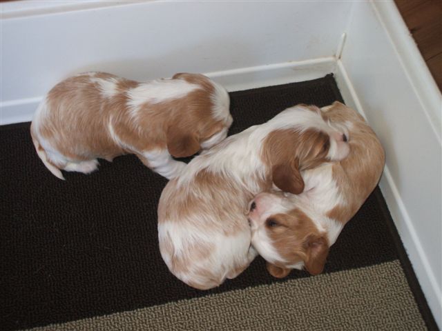 Pups 3 weeks old.