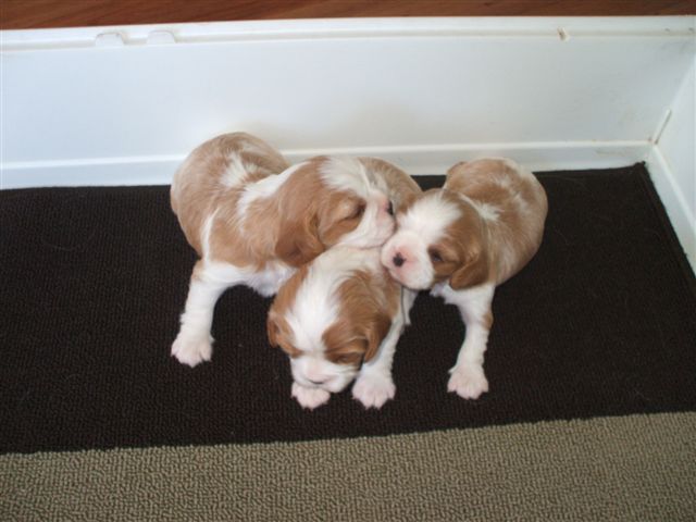Casey's pups at 3 weeks old.  The little boy is in the middle.