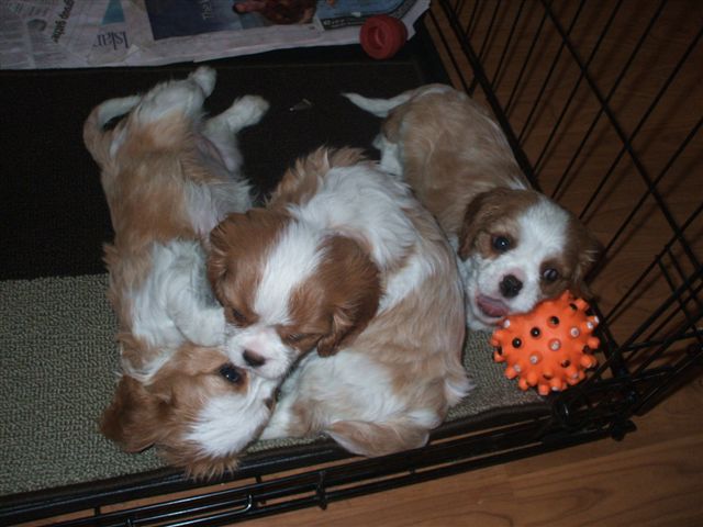 Pups at 6 weeks old. What a yawn!!!