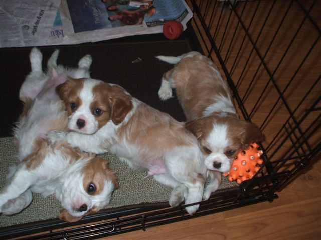 Scratch my belly will ya?