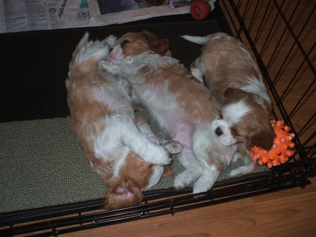 Get that camera out of here will ya?  We're trying to sleep.