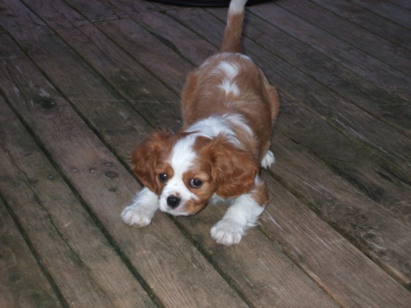 Charly