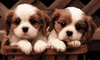 Puppy Blink