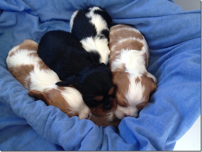 Puppy clan at 3 1/2 weeks old.