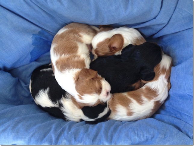 Puppy clan at 3 1/2 weeks old.