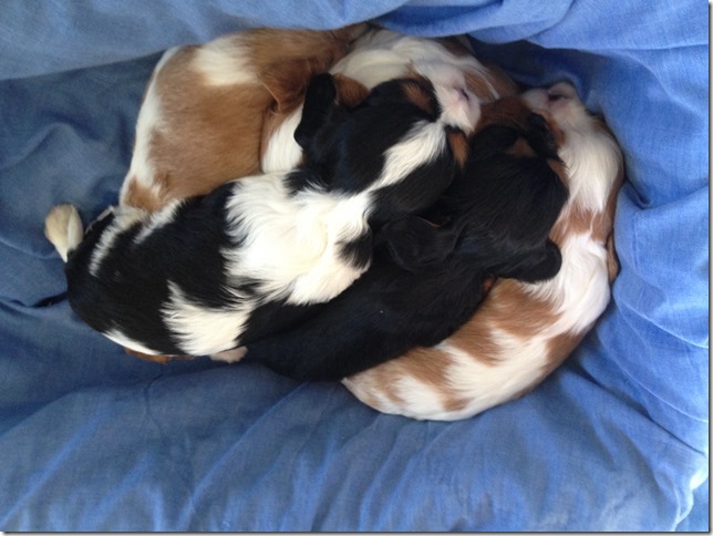 Puppy clan at 3 1/2 weeks old.
