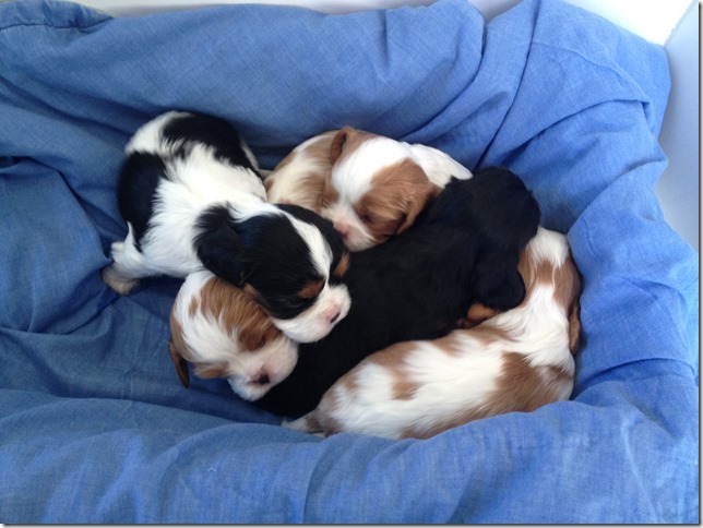 Puppy clan at 3 1/2 weeks old.