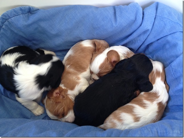 Puppy clan at 3 1/2 weeks old.