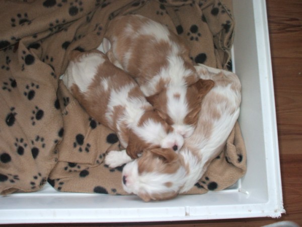 pups